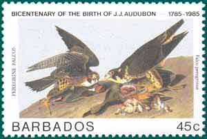 Barbados (1985), SG # 784, Sc # 665, Peregrine Falcon (Falco peregrinus), Audubon Plate-114