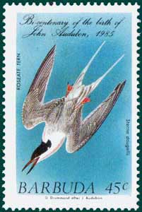 Barbuda (1985) SG # 783, Sc # 701, Roseate Tern (Sterna dougalii), Audubon Plate-203
