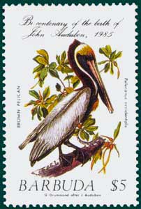 Barbuda (1985) SG # 786, Sc # 704, Brown Pelican (Pelecanus occidentalis), Audubon Plate-19
