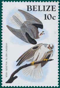 Belize (1985) SG # 820, Sc # 750,Black-shouldered Kite (Elanus caeruleus), Audubon Plate-90