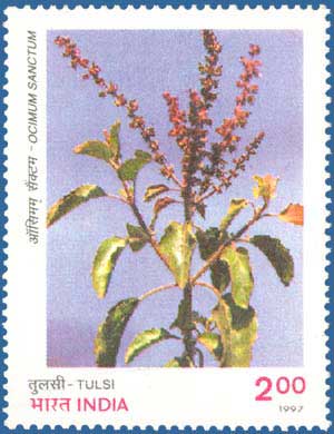 indian medicinal plants tulsi