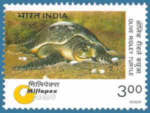 SG # 1905, Olive Ridley Turtle