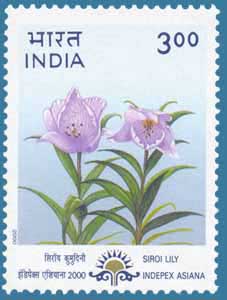 SG # 1913, Siroi Lily