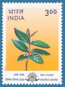 SG # 1915, Wild Guava