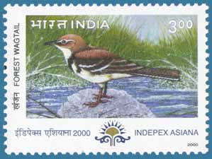 SG # 1936, Forest Wagtail