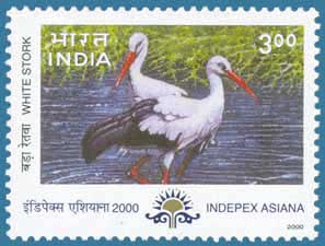 SG # 1937, White Stork